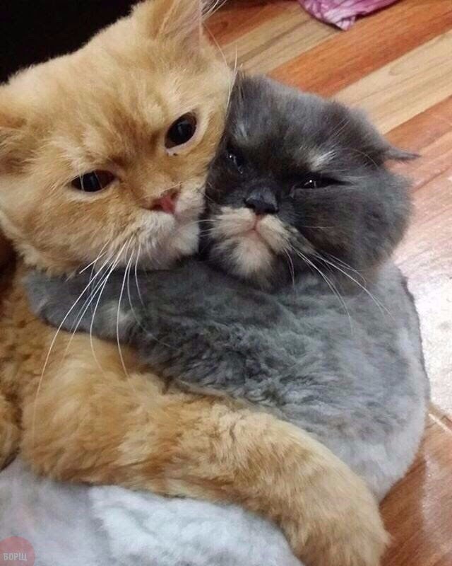 Коты и Кошки