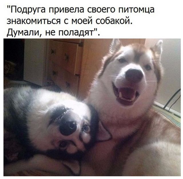 Живность из сети