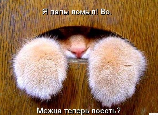 Устами котов