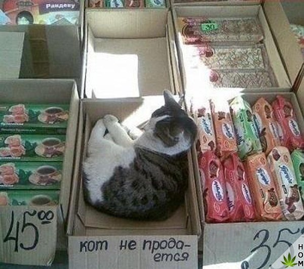 Немного милоты
