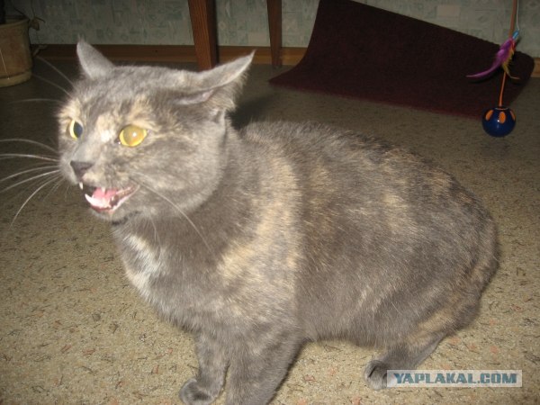 It's Catursday Fever! (Котовторник)