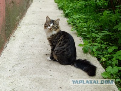 Котовторник!