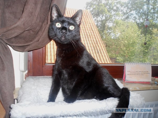 Котовторник! 08.11.11