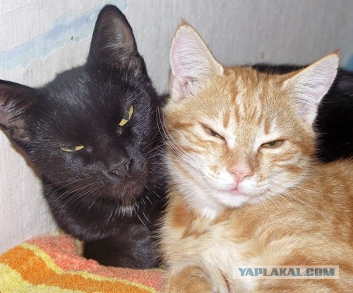 Котовторник (31.01.2012)