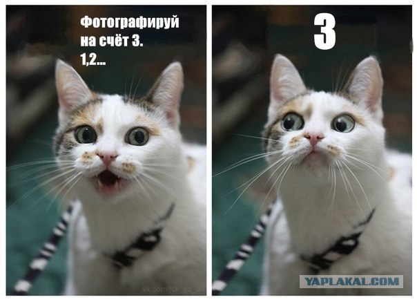 Котовторник 20.03.2012