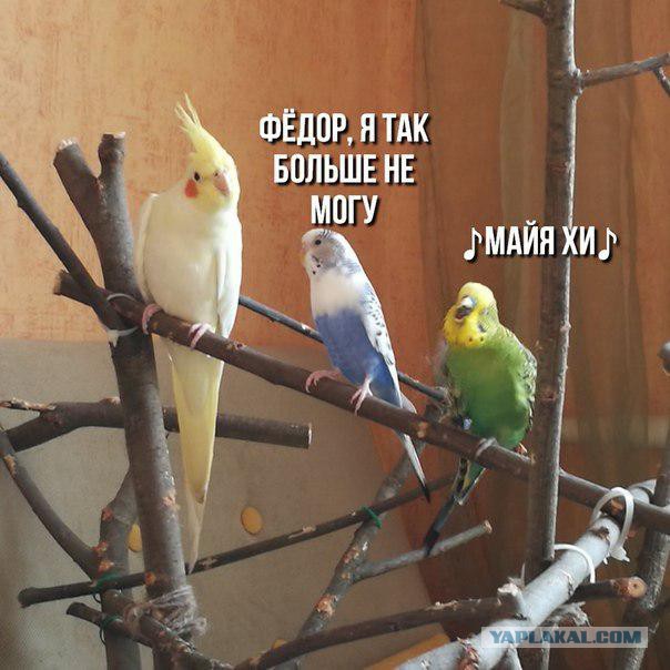Клуп калхозных пейсателей