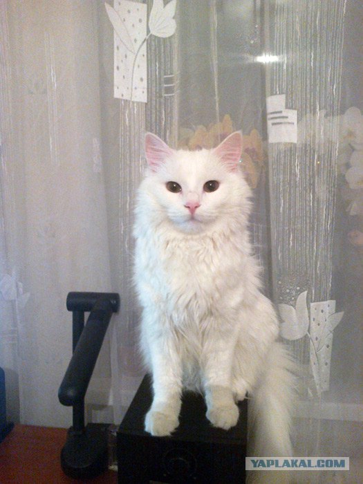 Котовторник 8 мая 2012