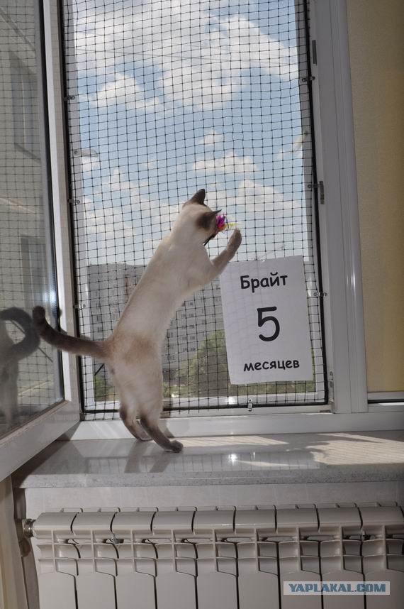 Котовторник  12. 06. 2012