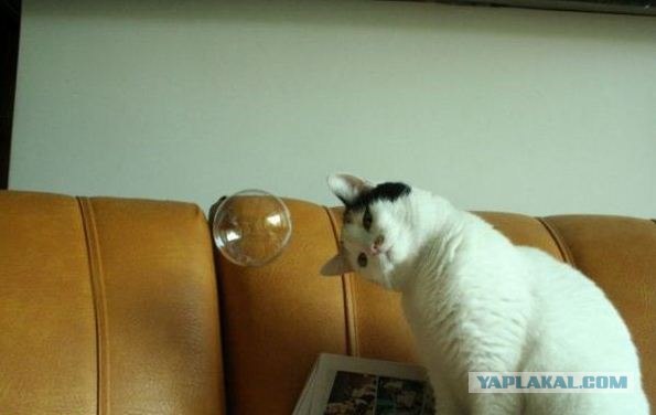 Котовторник  16.10.12