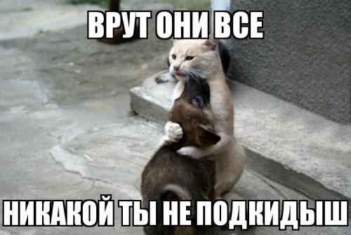 Учёные выяснили, что кошки мяукают специально для человека