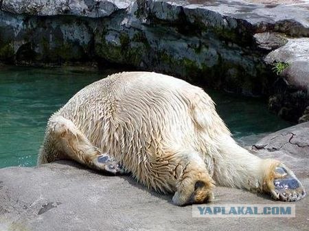 Встреча с бурым медведем
