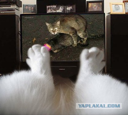 Фотожаба: Ноги котэ