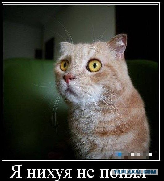 Кот и рыбка