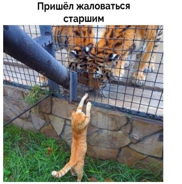 Баянисто-небаянистый юмор 23.08.21