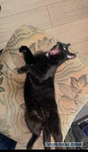 Котовторник ведь начался!