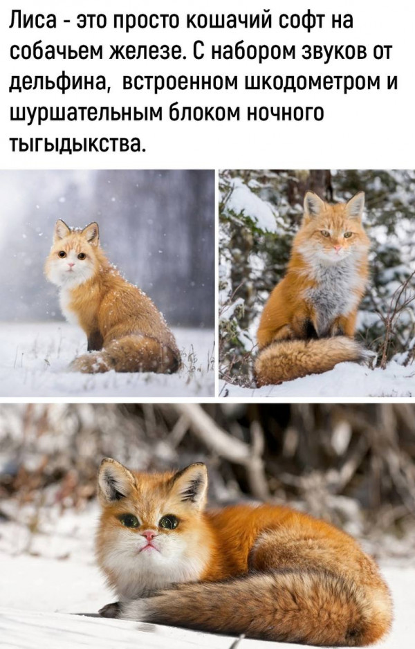 Картинки и мемы для настроения - 119
