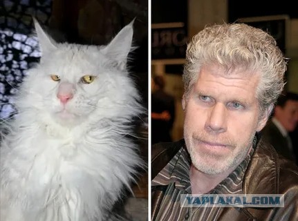 Мужик потратил 30 тысяч долларов, чтобы выглядеть как Дэвид Бекхэм
