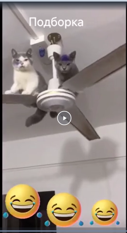 Жывотные