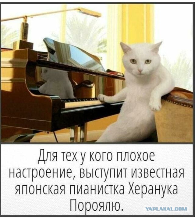 Это же надо так за@бать кота
