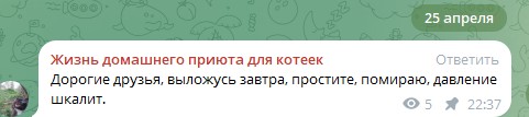 Жизнь домашнего приюта для котеек 540