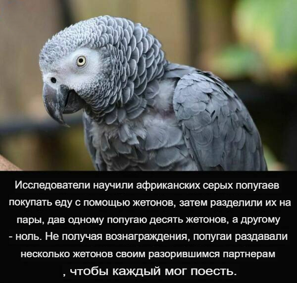 Чайка маукает когда хочет есть
