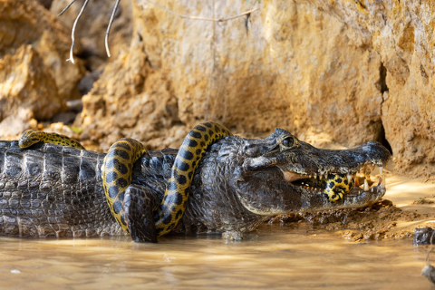 5 фактов об анаконде, которые ломают ваши шаблоны об этой змее