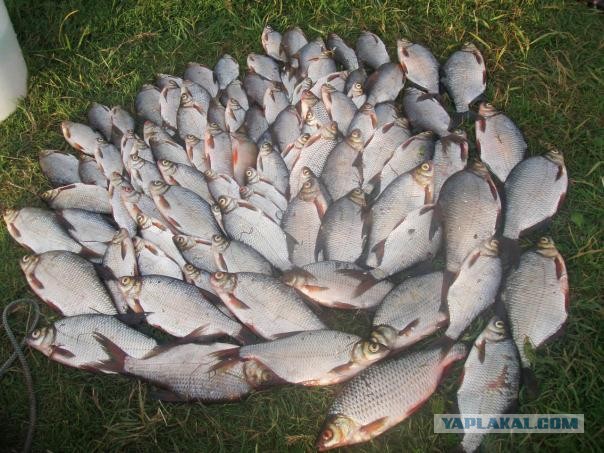Заядлая рыбачка: Любовь с первого карасика