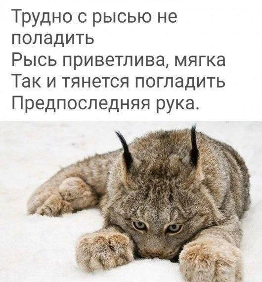 Иберийская рысь