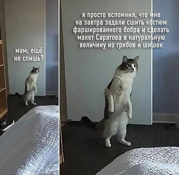 Выбирай! Или ты художник, или ты пловец!
