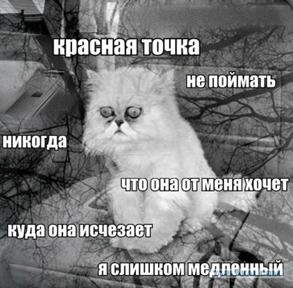 Кошачья безысходность