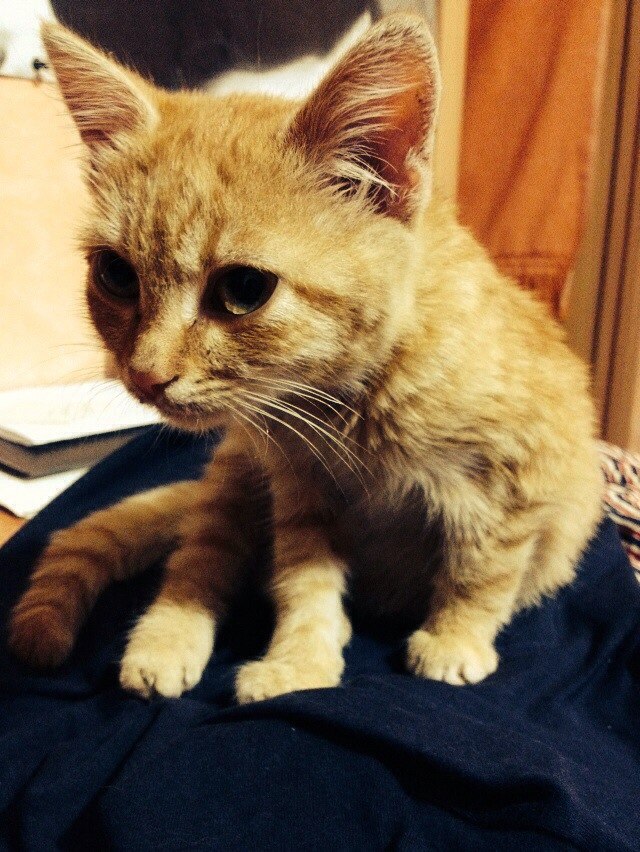 Котовторник 22.10.2013