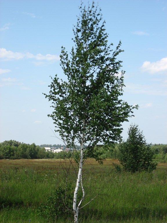Село Батурино, Рязанская область