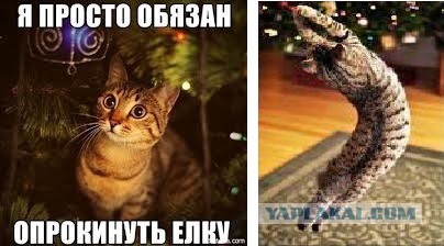 Кот и елка - опасное сочетание