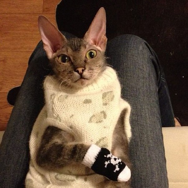 Котовторник  28.01.14