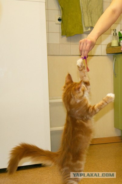 Котовторник  08.04.2014