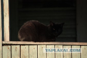 Котовторник 30.09.2014