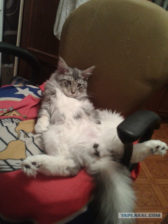 Кошачьи хоромы