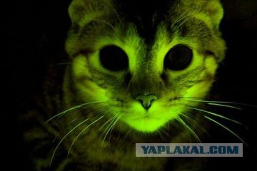 Кошка не даёт малышу заскучать