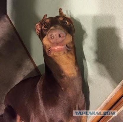 Милость этих фото зашкаливает