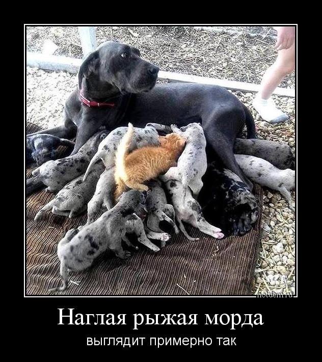 Добрый, общительный котенок