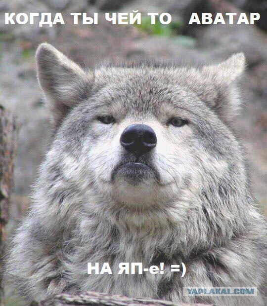 Придет серенький волчок