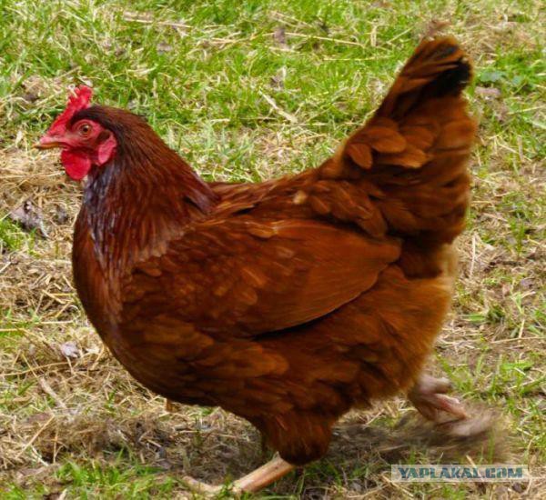 Приехала на диагностику....ходовой