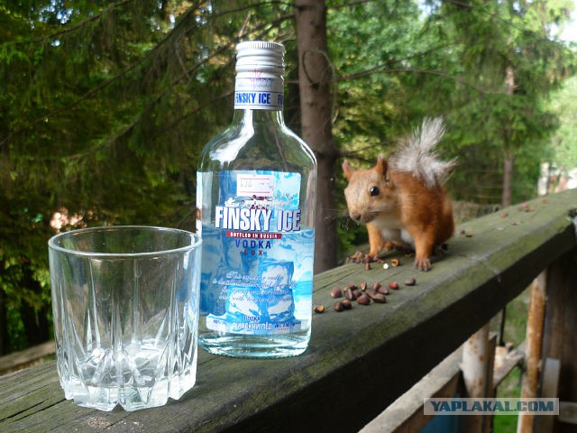 В нашем парке есть шалунья, озорная попрыгунья!