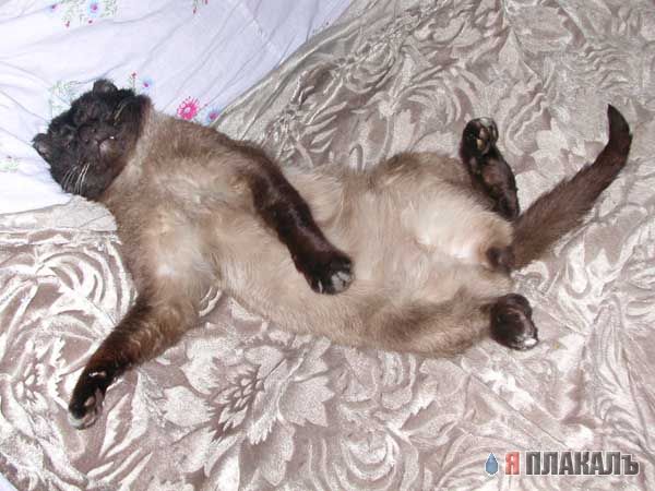 Коты, кошки, котята