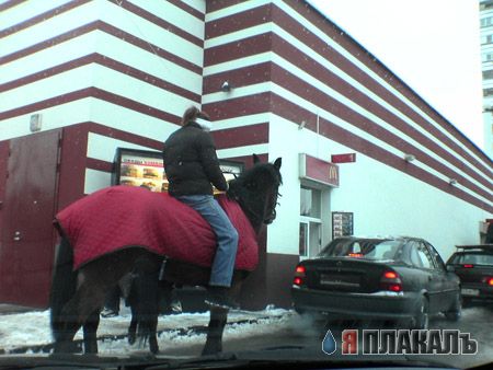 Все о КОНЯХ, ЛОШАДЯХ, ОСЛАХ