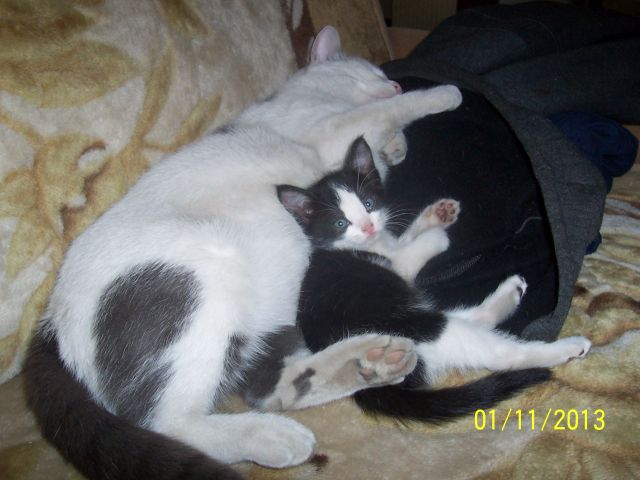 Котовторник  01.03.2016