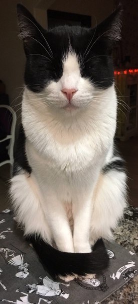 Котики на выходные