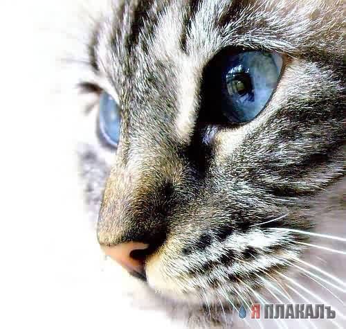 Коты, кошки, котята