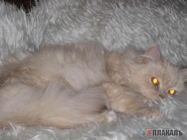 Котомет на вторник - супер подборка котов! (22.01)