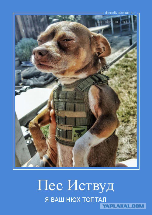 Купил чехол для пива. Собаке он пришелся по размеру...